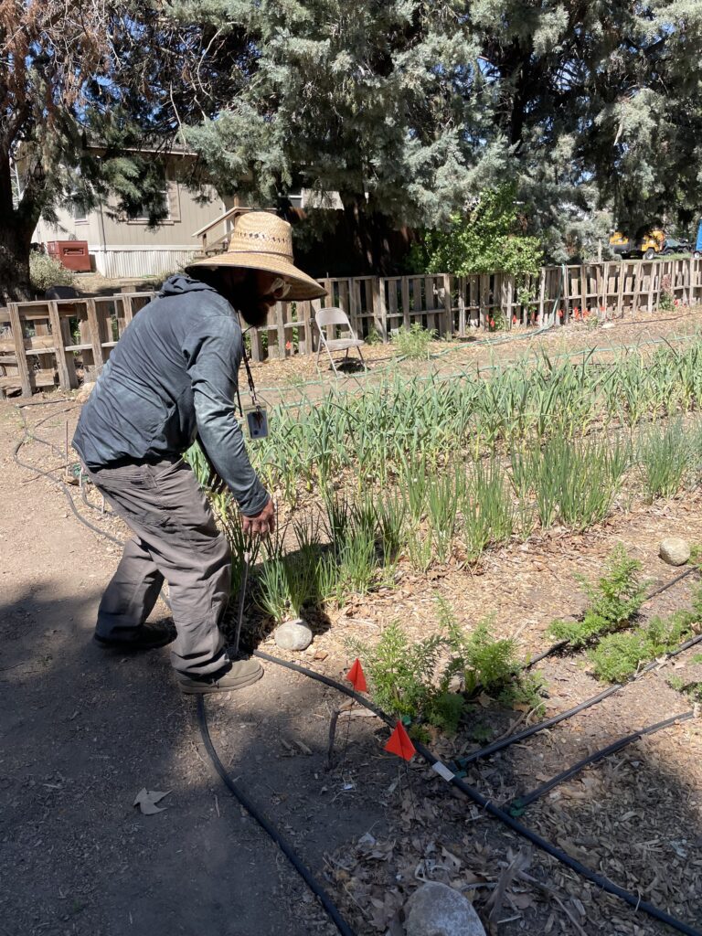 A man showing crops within garden rows