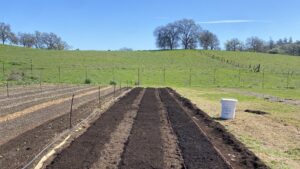Field rows with compost